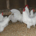 White leghorn