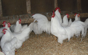 White leghorn