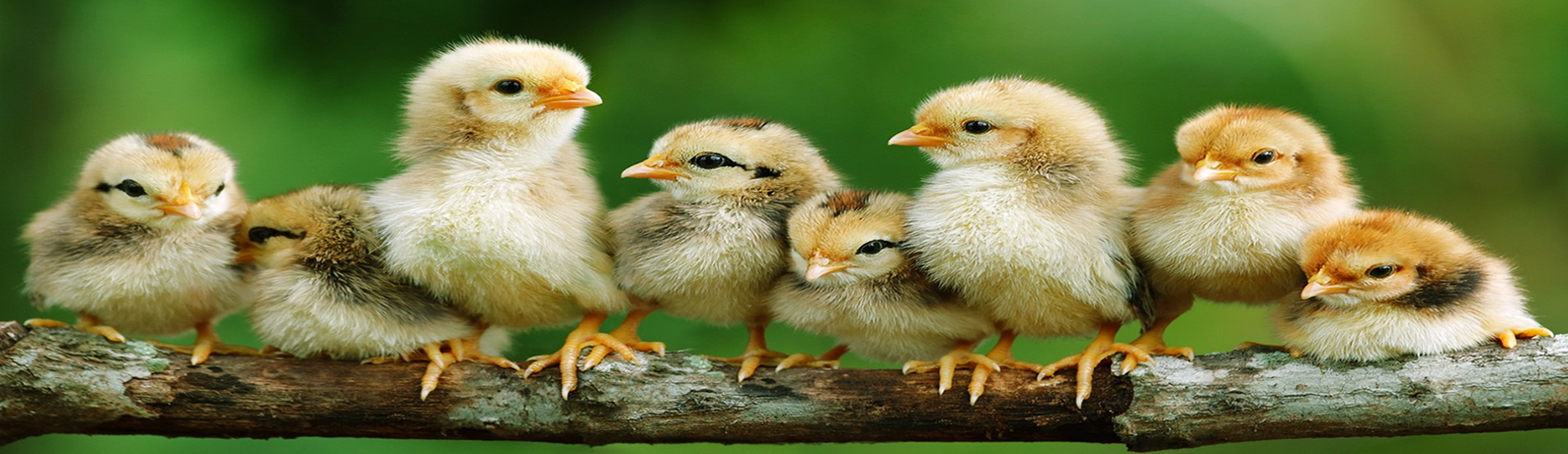 Kienyeji chicks
