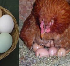 Kienyeji Kari hatching eggs