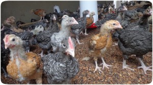 four weeks old Kuroiler