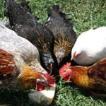 Kienyeji (indigenous) chicken