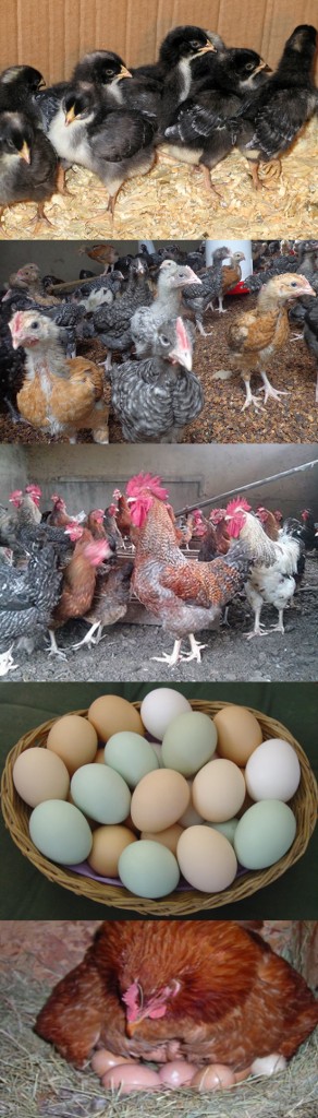 Ziwani Poultry Farming in Kenya