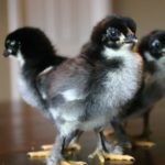KARI Kienyeji Chicks