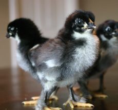 KARI Improved Kienyeji Chicks