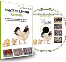 Kienyeji Chicken farming guide