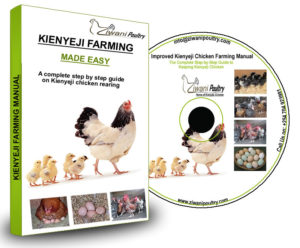 Kienyeji Chicken farming guide