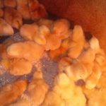 Kenbro chicks