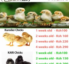 chicks price