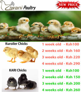 chicks price