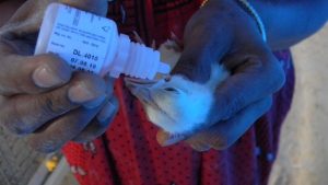 Kienyeji vaccination