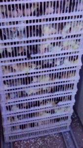 Hatcher at Ziwani poultry
