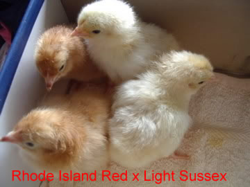 Ziwani colour chicks sexing