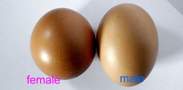 ziwani poultry chicks sexing