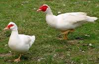 Muscovy duck in kenya