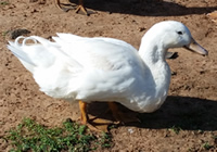 Pekin duck in kenya