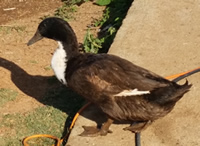 Black Swedish duck in kenya