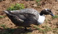 Blue Swedish duck in kenya