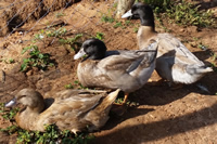 Khaki Campbell duck in kenya