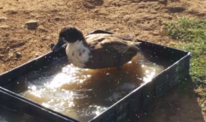 Black Swedish duck