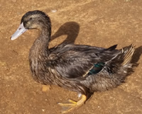 Mallard Breed in Kenya