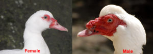 Muscovy ducks