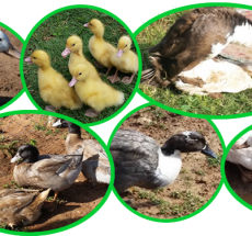 Duck Breeds in Kenya