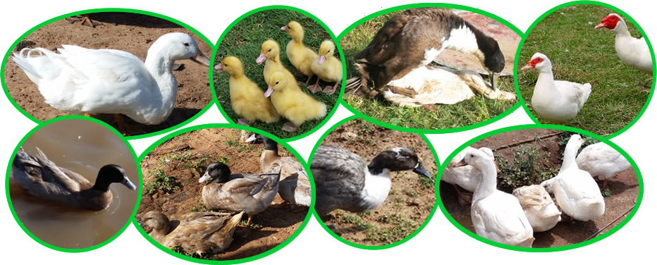 Duck Breeds in Kenya