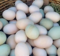 Fertile Duck Eggs