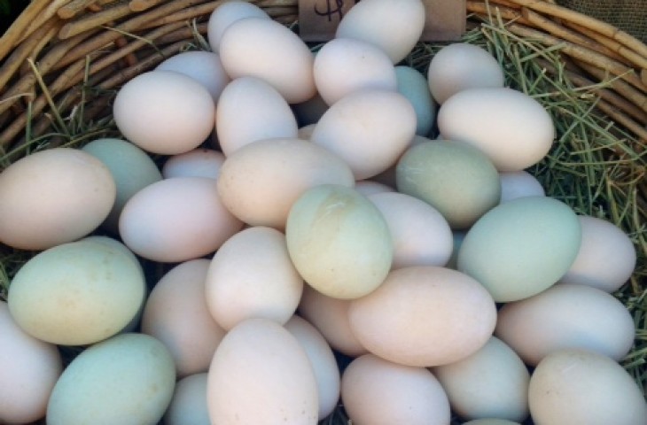 Fertile Duck Eggs