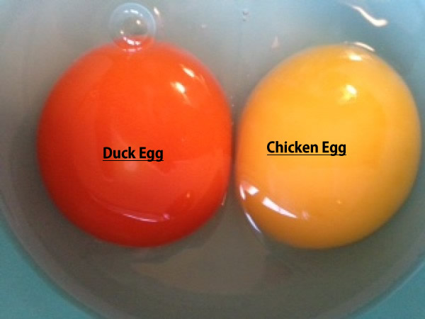 Consumption eggs/Table eggs