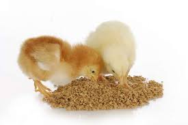 chicks-feeding
