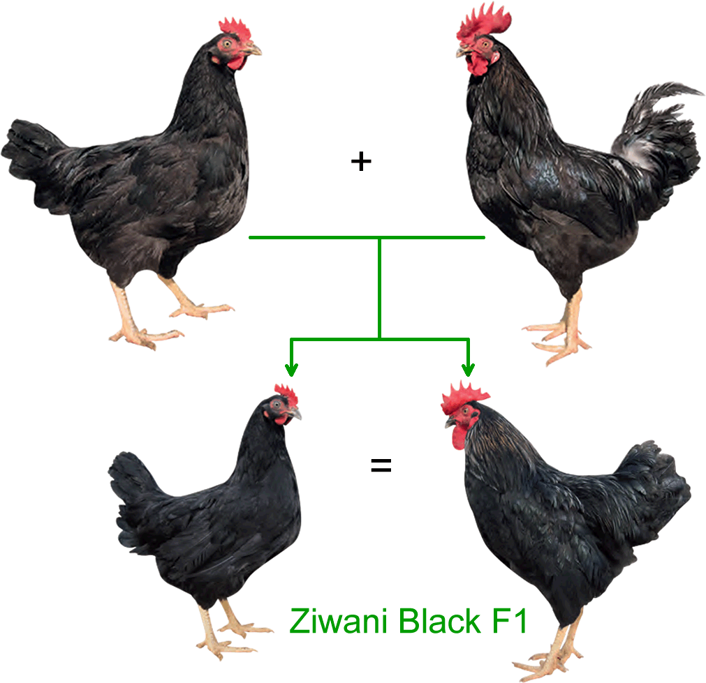 Ziwani BLACK