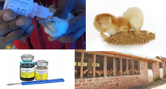 Ziwani Poultry Downloads