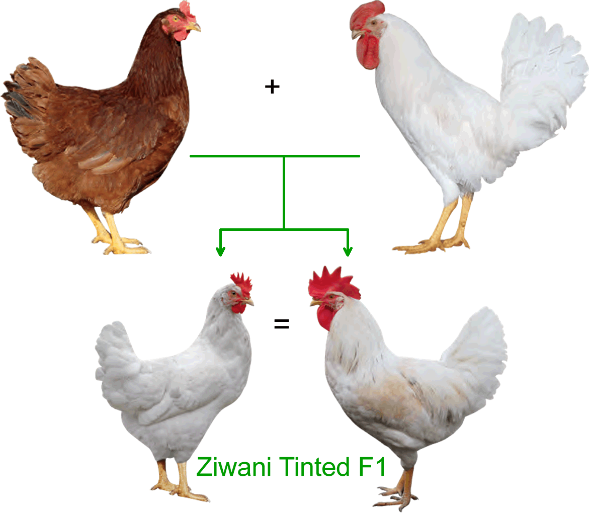 Ziwani TINTED