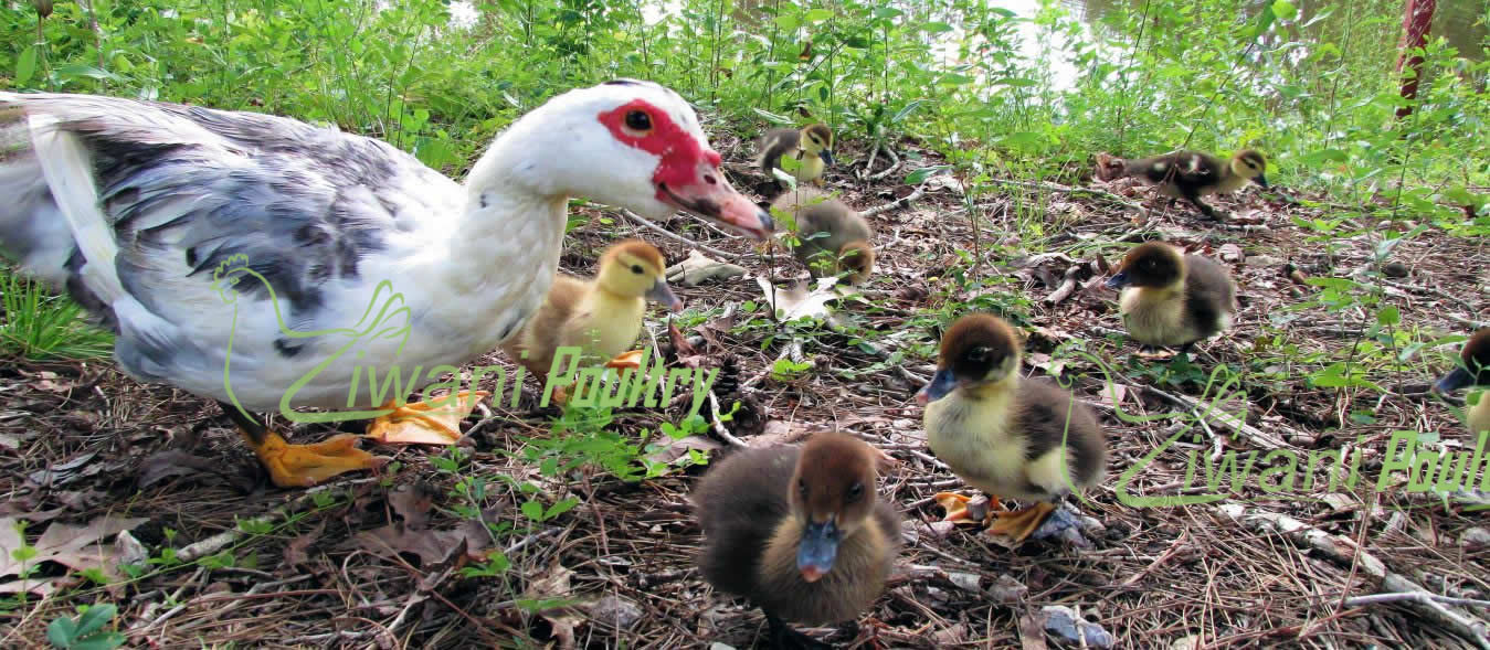 Muscovy duck with its ducklings