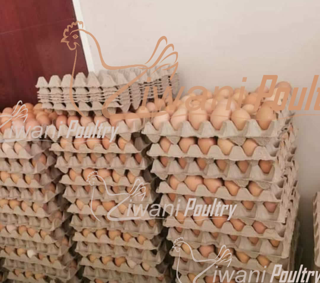 Kienyeji Improved Fertile hatching eggs