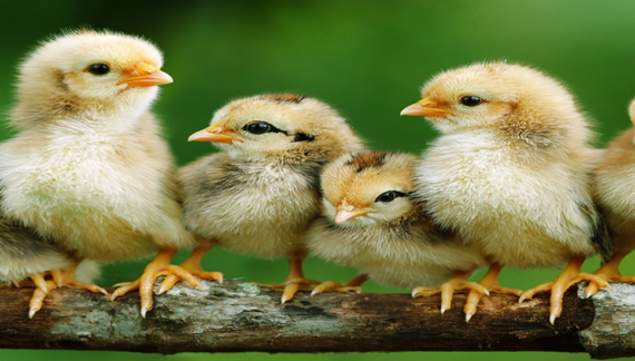 Kienyeji chicks
