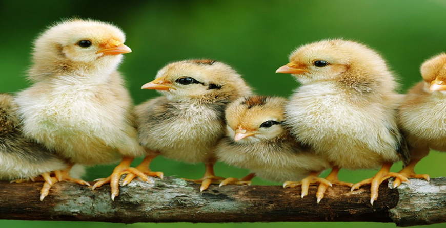 Kienyeji chicks