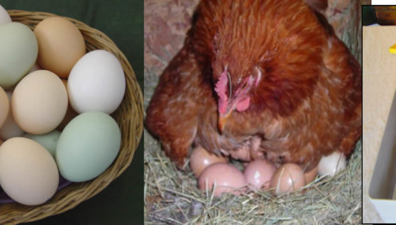 Kienyeji Kari hatching eggs