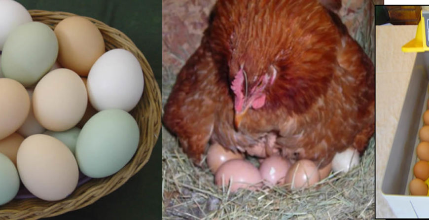 Kienyeji Kari hatching eggs
