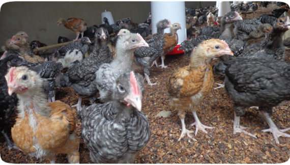 four weeks old Kienyeji Improved Chicken in a brooder