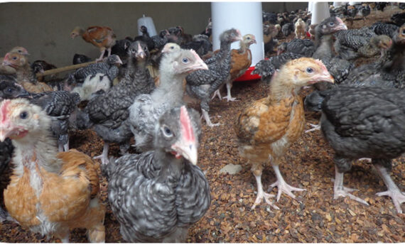 four weeks old Kienyeji Improved chicks four weeks old Kienyeji Improved Chicken in a brooder