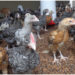 Kuroiler chicks