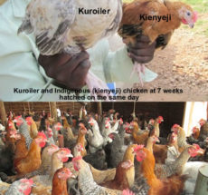 Pure kienyeji compared to Improved Kienyeji Chicken