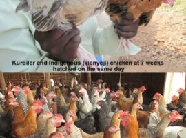 Pure kienyeji compared to Improved Kienyeji Chicken