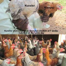 Pure kienyeji compared to Improved Kienyeji Chicken