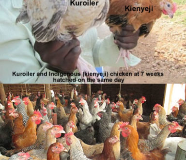 Pure kienyeji compared to Improved Kienyeji Chicken