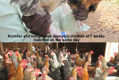 Pure kienyeji compared to Improved Kienyeji Chicken