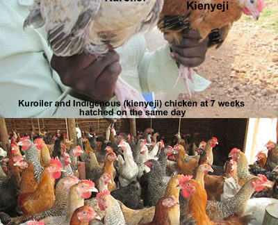 Pure kienyeji compared to Improved Kienyeji Chicken